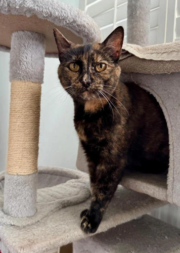 Candy 11 Year Old Females