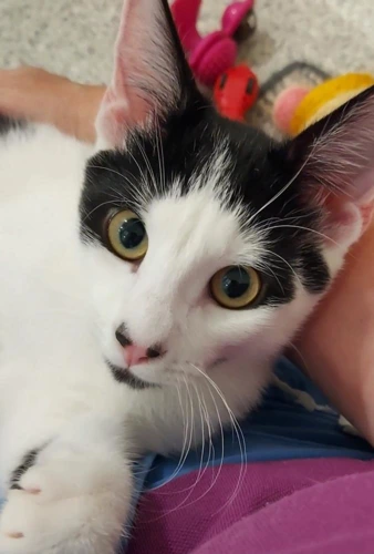 Declan Rice 4 Month Old Male