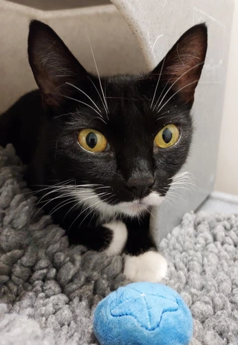 Skia 2 Year Old Female