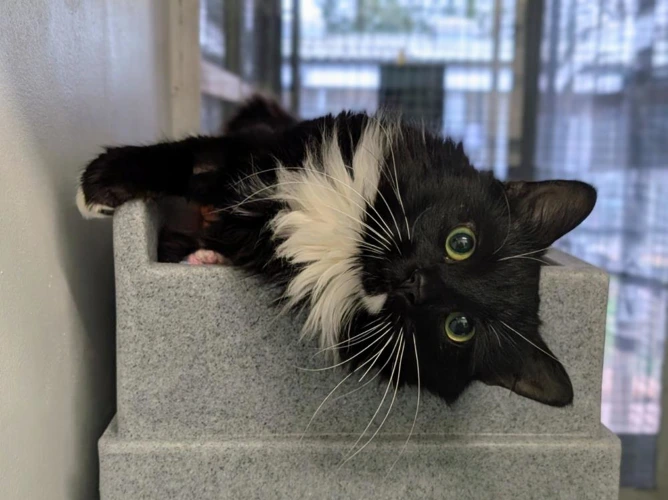 Binx