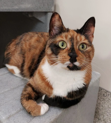 Alo 2 Year Old Female