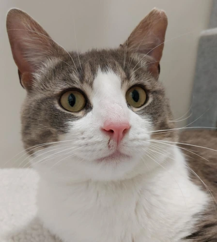 George 2 Year Old Male