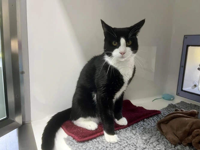 Sylvester