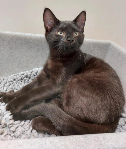Harrison 3 Month Old Male