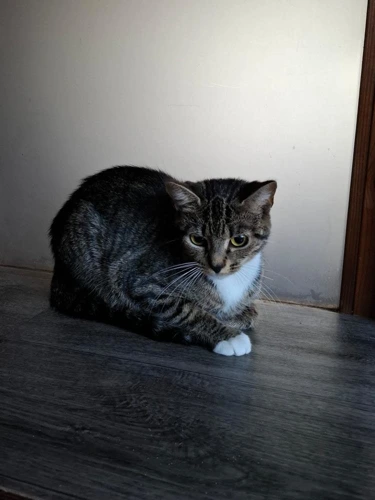 Tibby