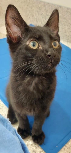 Billy Blue 4 Month Old Male