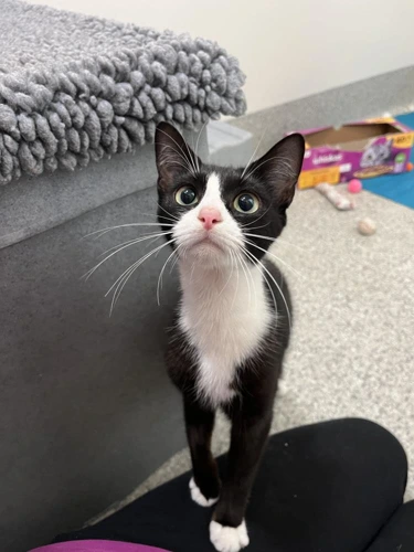 Reine 9 Month Old Female