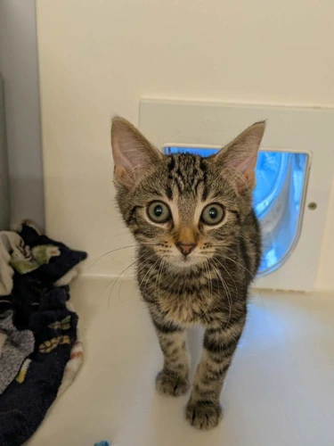 Zorro
