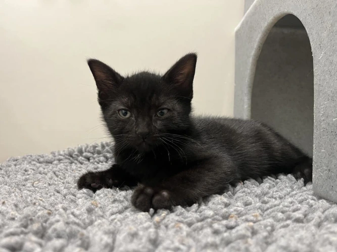 Mike Wazowski 9 Week Old Male