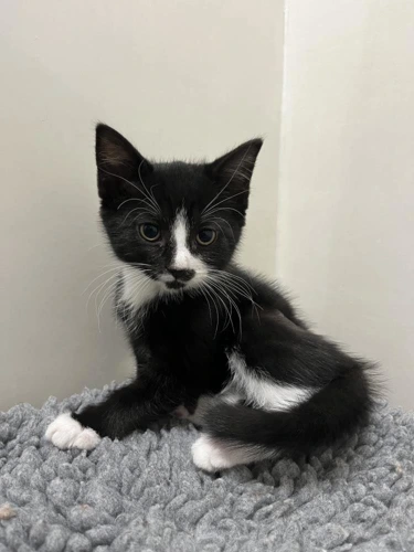 Celia 9 Week Old Female