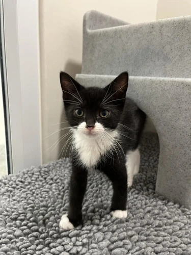 Roz 9 Week Old Female