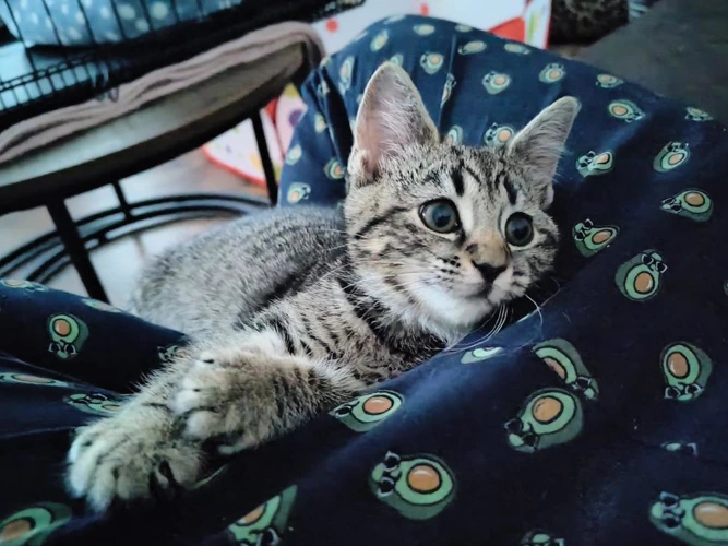 Kittens