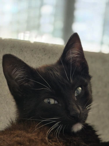 Ash