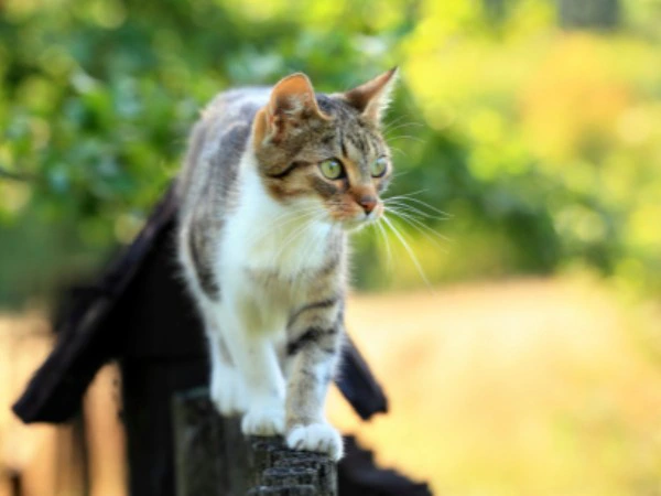 stall at Gosport market