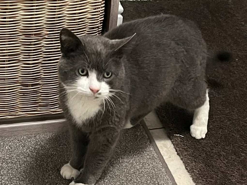 Grey/white tom, Swaffham Prior