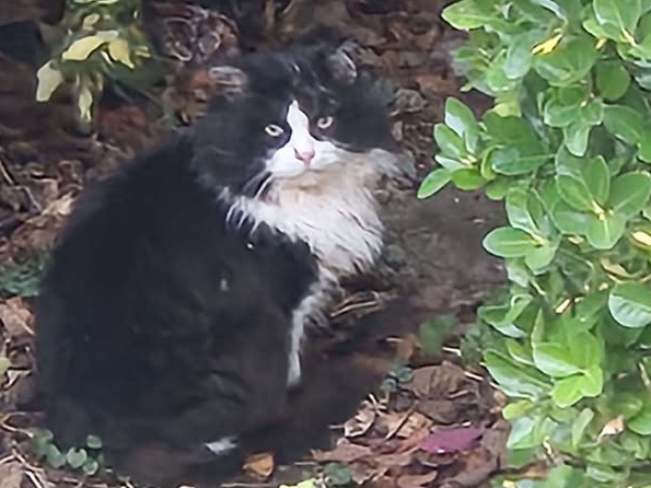 Black/white cat, Cherry Hinton
