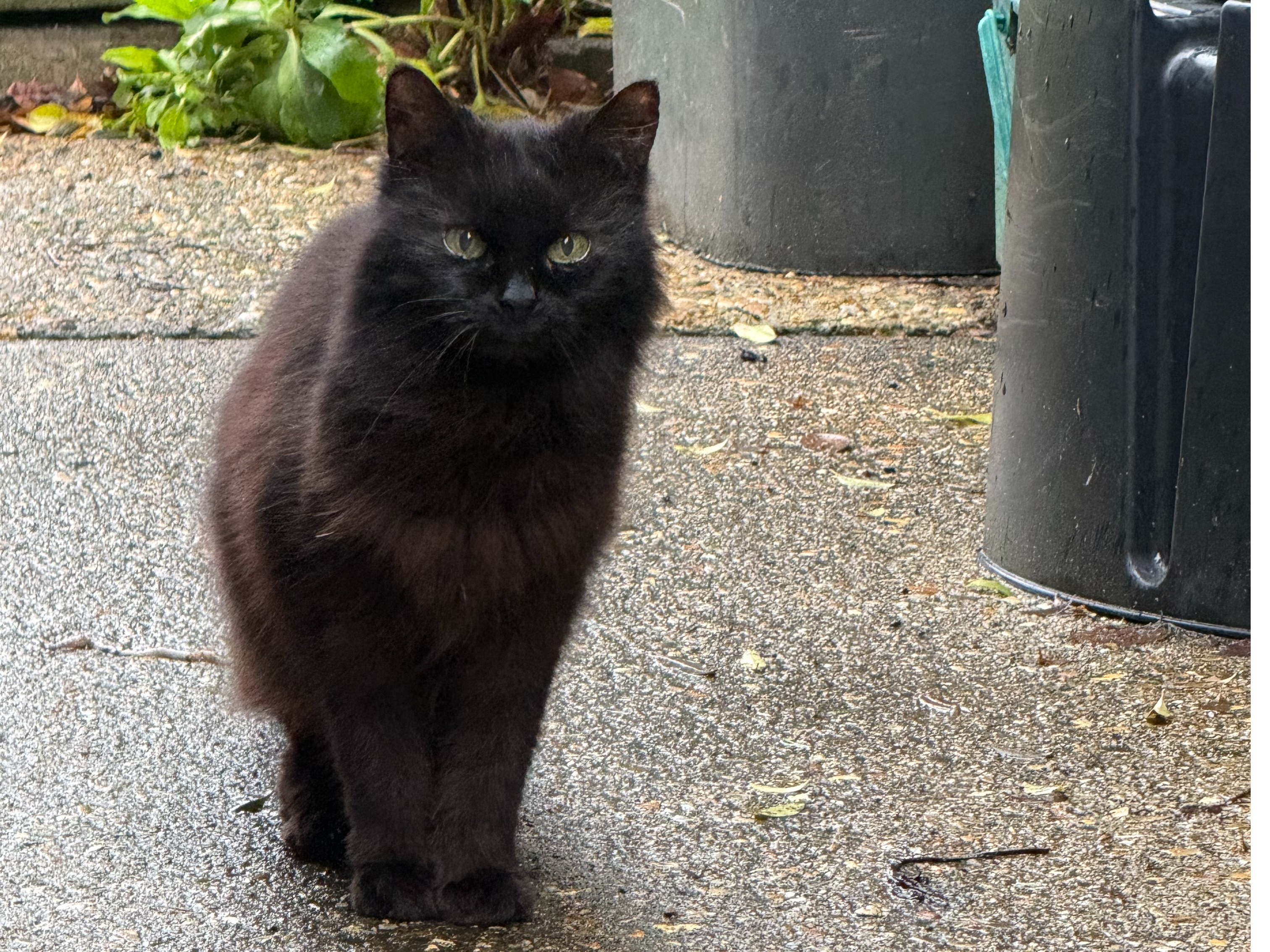 Black long haired cat, Galfrid Rd