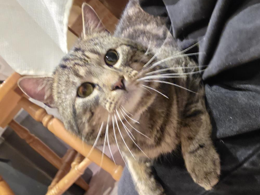 779733 - Male Tabby found In Peterborough