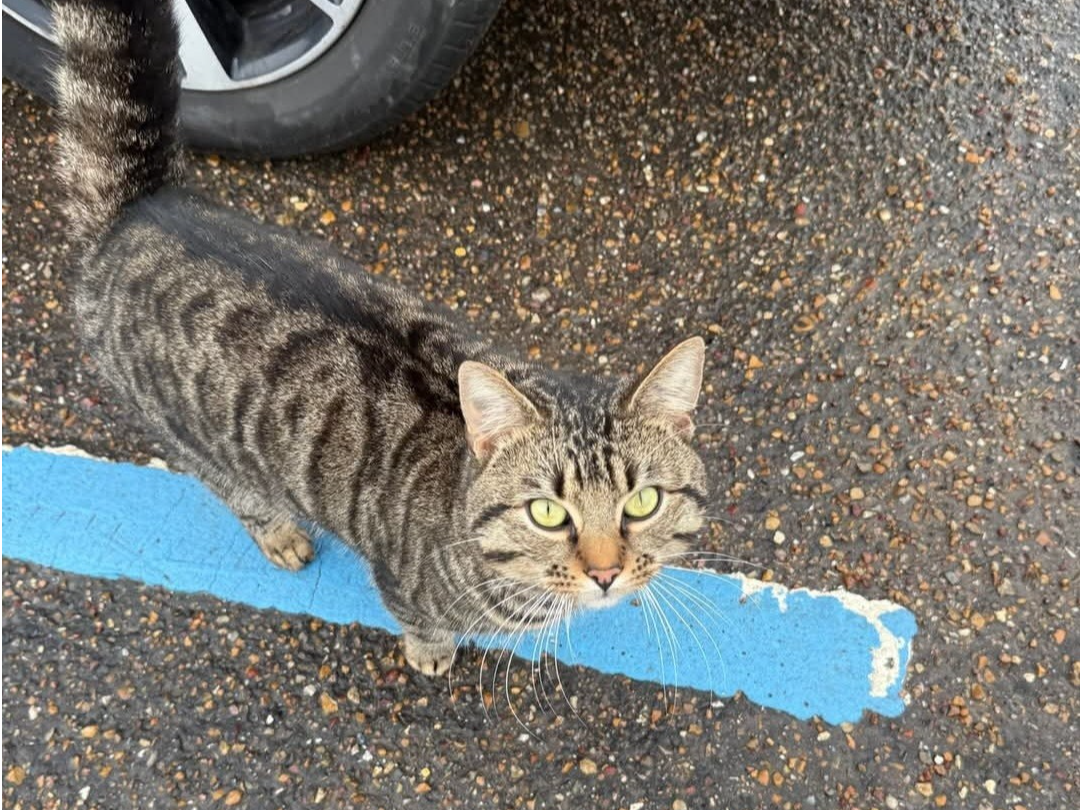 Found near Kings Lynn Hospital