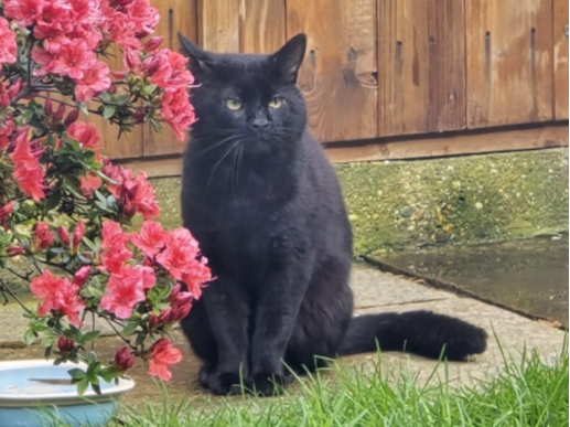 Found 2026.031 - Avon Close, off Derwent Road, Lee on Solent