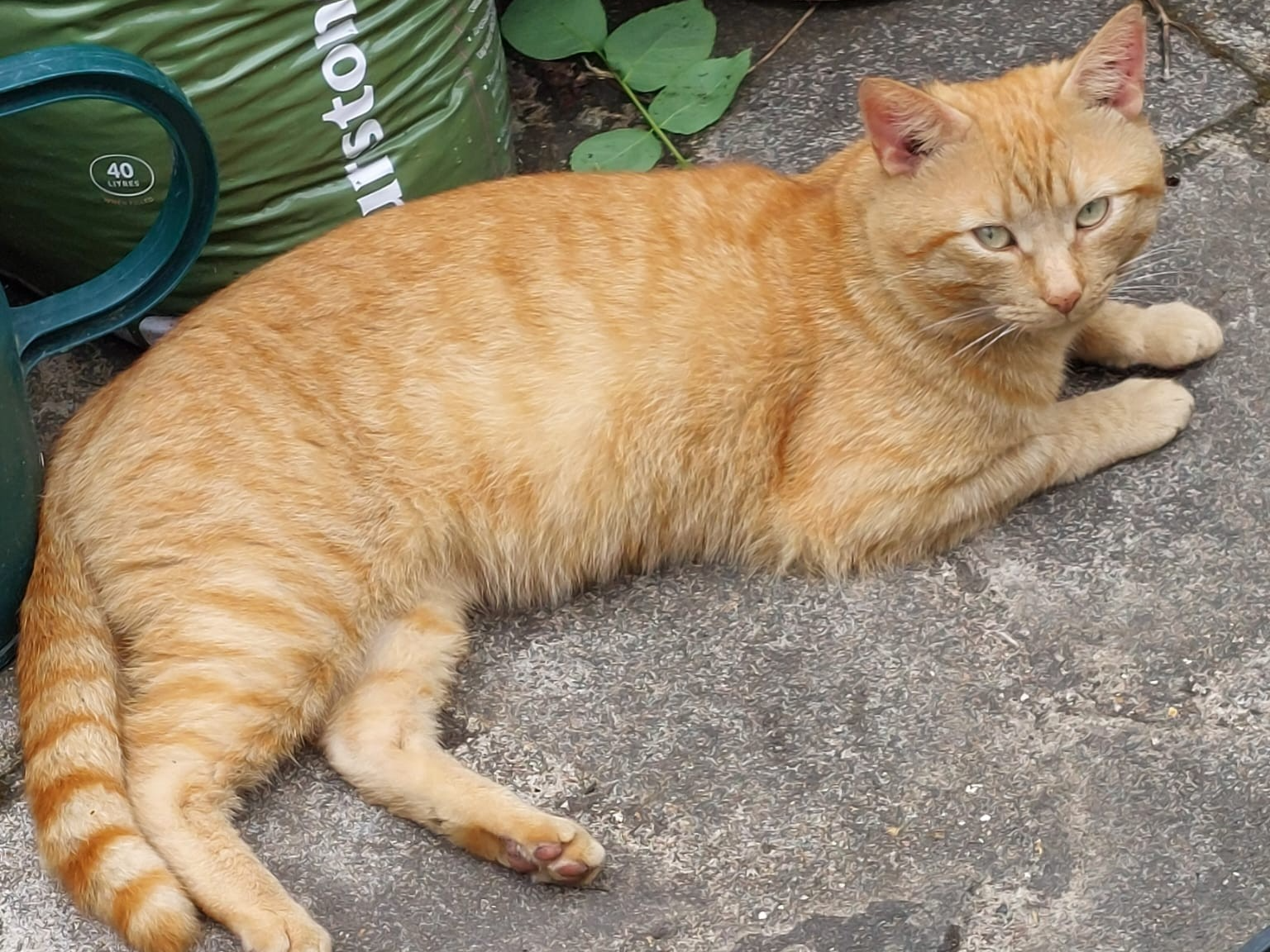 Ginger cat, Girton