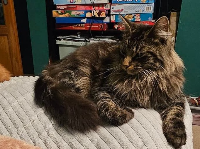 Missing in South Lynn