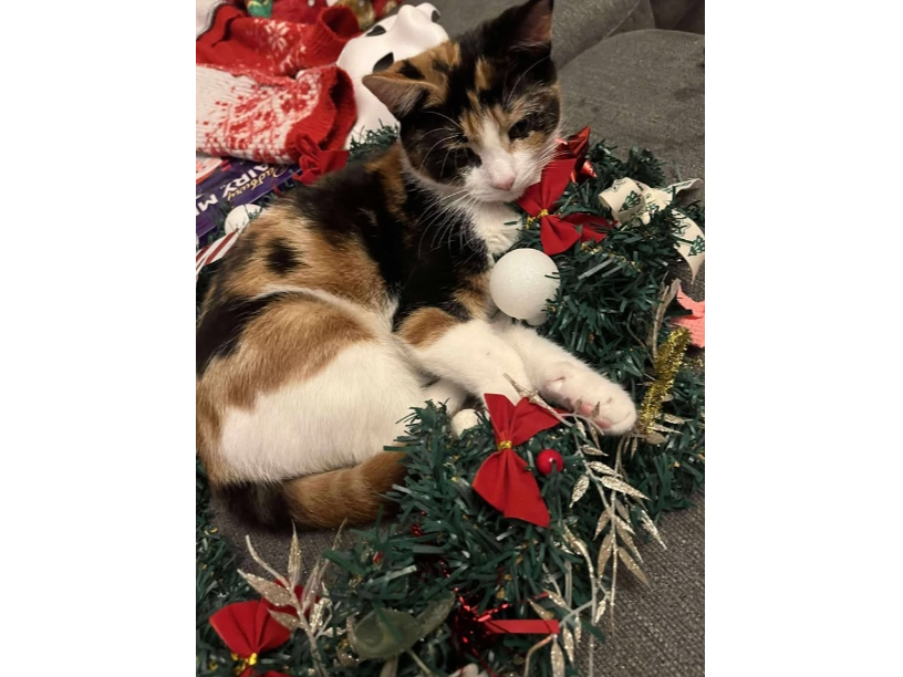 Moxee Lost 2025.085 - Victoria Street (adjoining the cycle path / near Newtown Primary School), Gosport