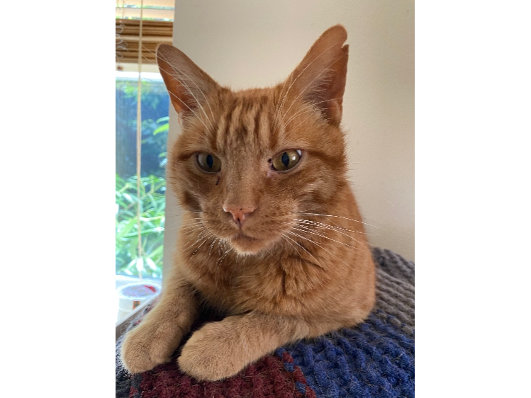 Ed  Lost 2026.001 - Northfield Avenue, off St Michael's Grove, Fareham, PO14