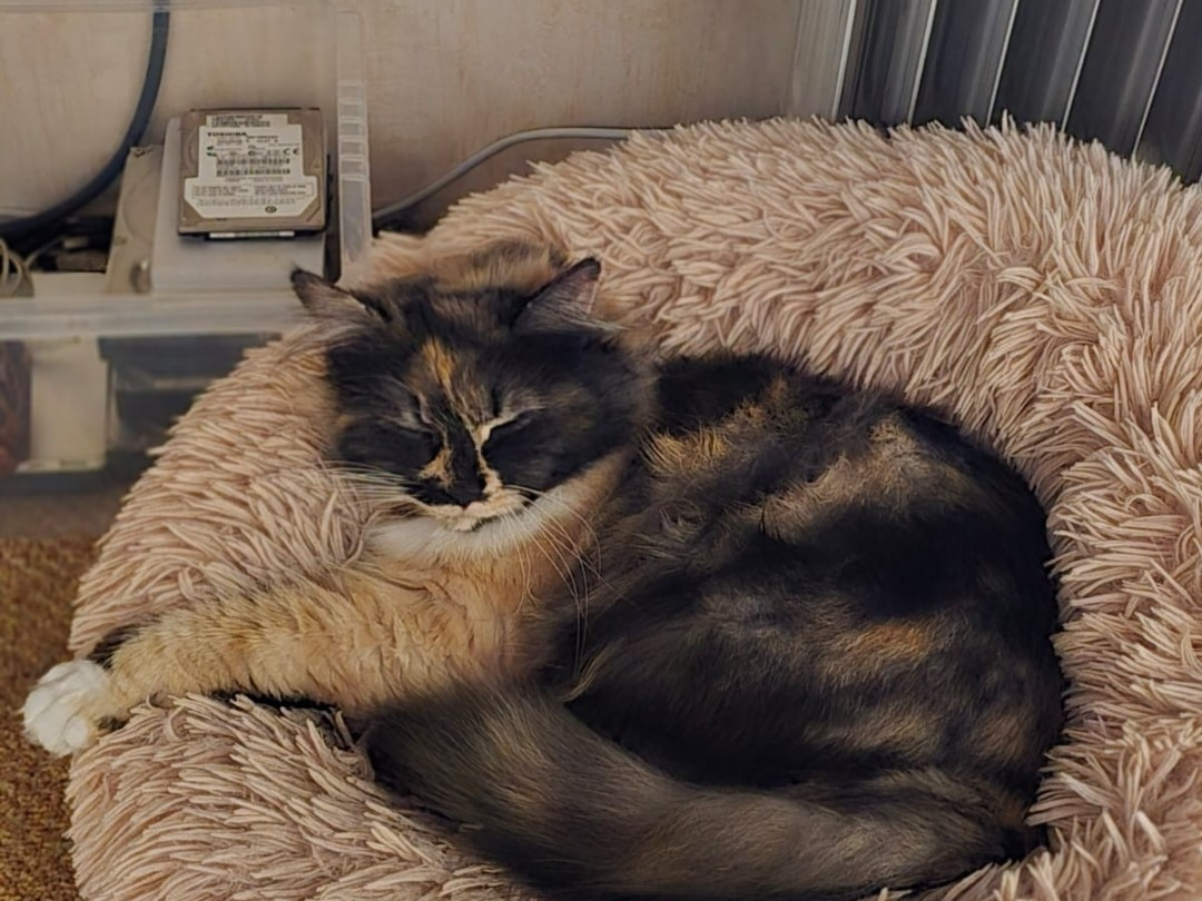 Missing in Blackborough End