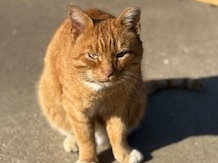 481561 - Working cat Missing in Walpole Highway