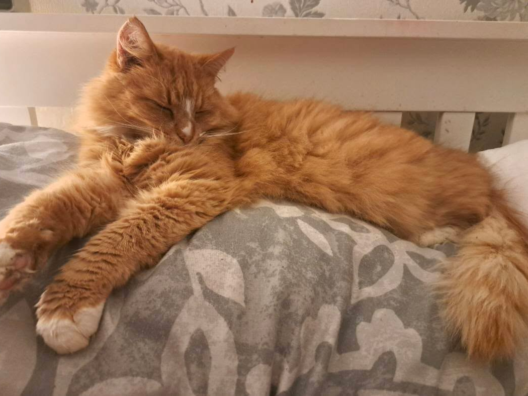 Large ginger long hair, Longstanton