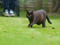 obese black cat walking across grass outdoors