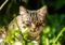 Brown tabby cat standing in long grass