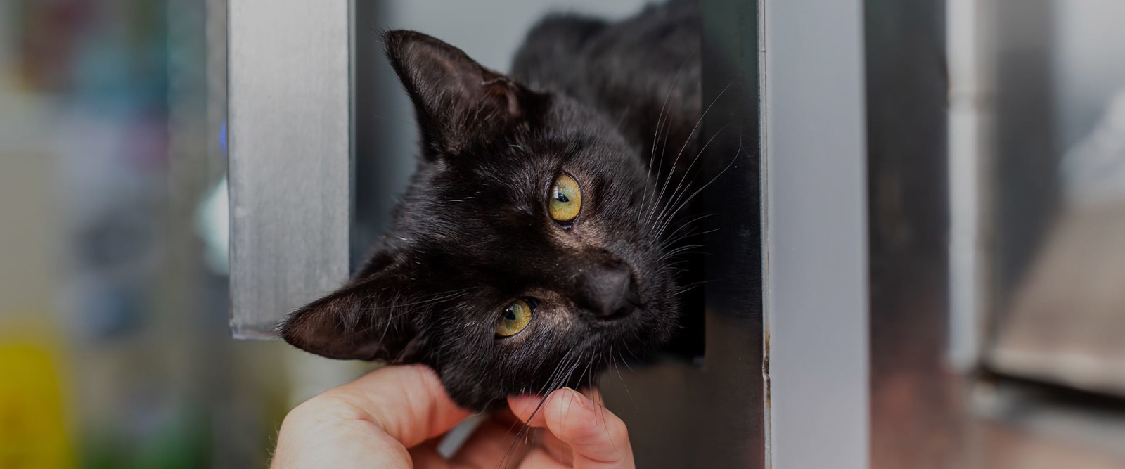 Cambridge Cats Protection Christmas Raffle