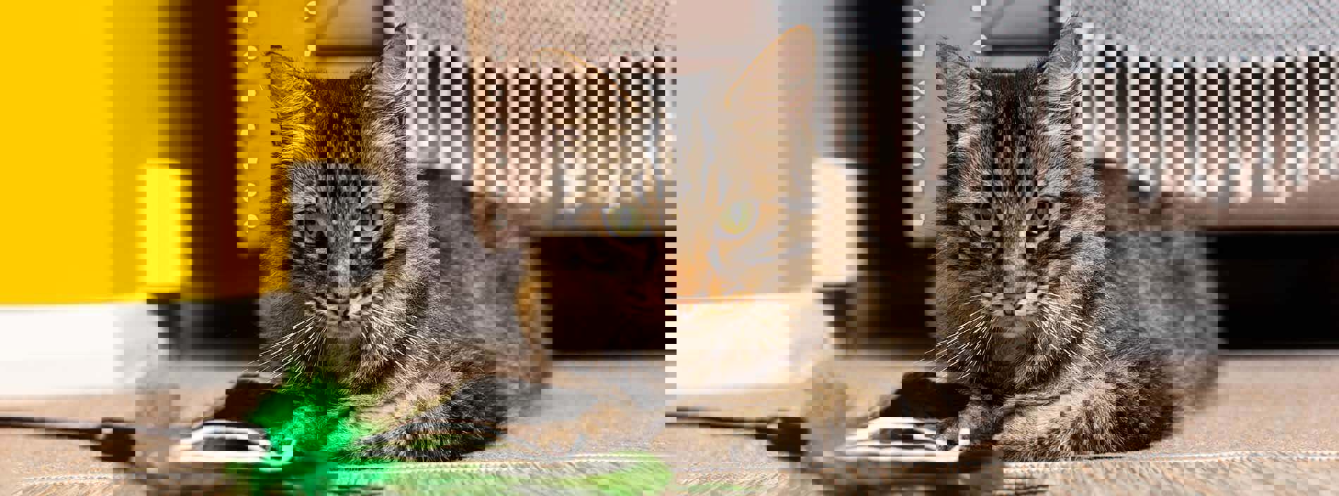 FIV in cats