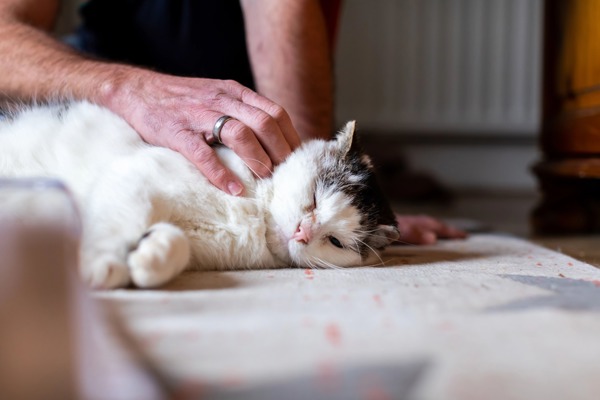 Why does my cat purr?