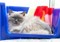 Long-haired grey pedigree cat in blue cat bed