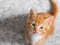 Ginger-and-white tabby kitten 