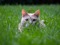 Light grey tabby hiding in grass