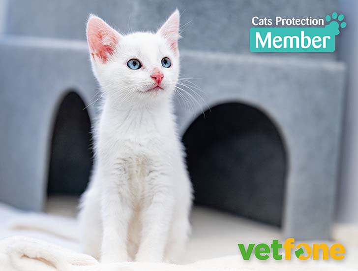 Become a member | Support us by joining Cats Protection