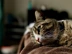 A tabby cat lying on bed.