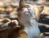 A ginger and white cat scratching