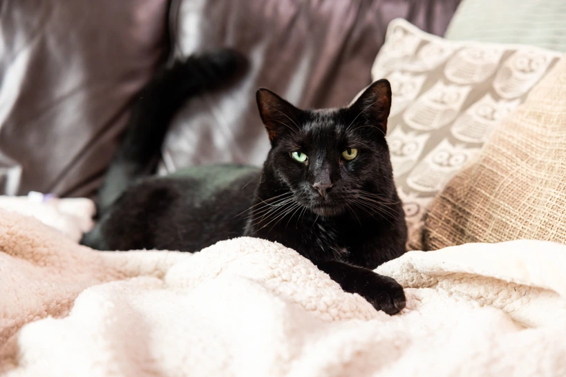 Black cat in a home (smaller file).jpg