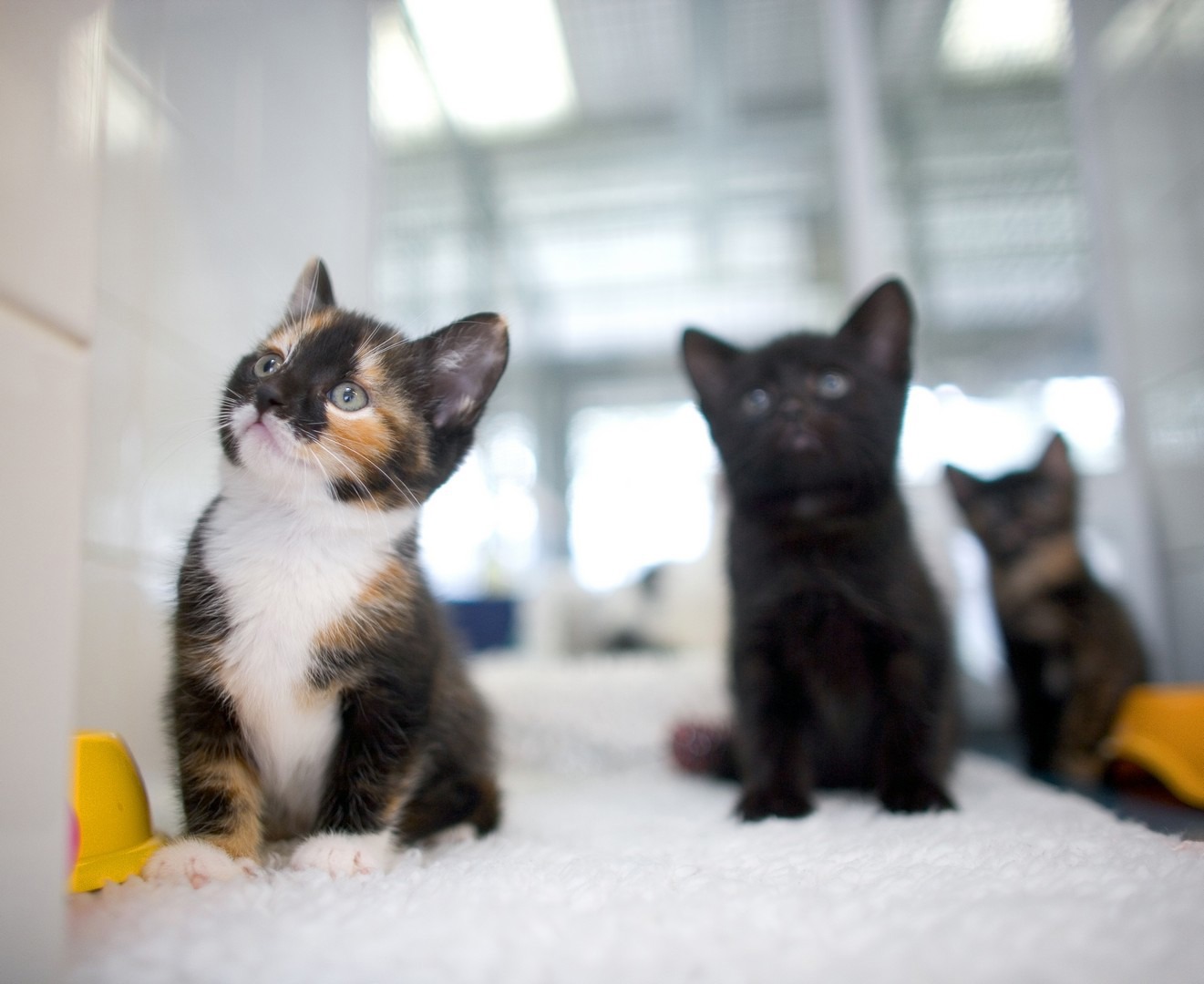 Preparing for a cat