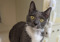 grey-and-white cat in cat pen
