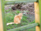 long-haired ginger cat sat on grass outdoors