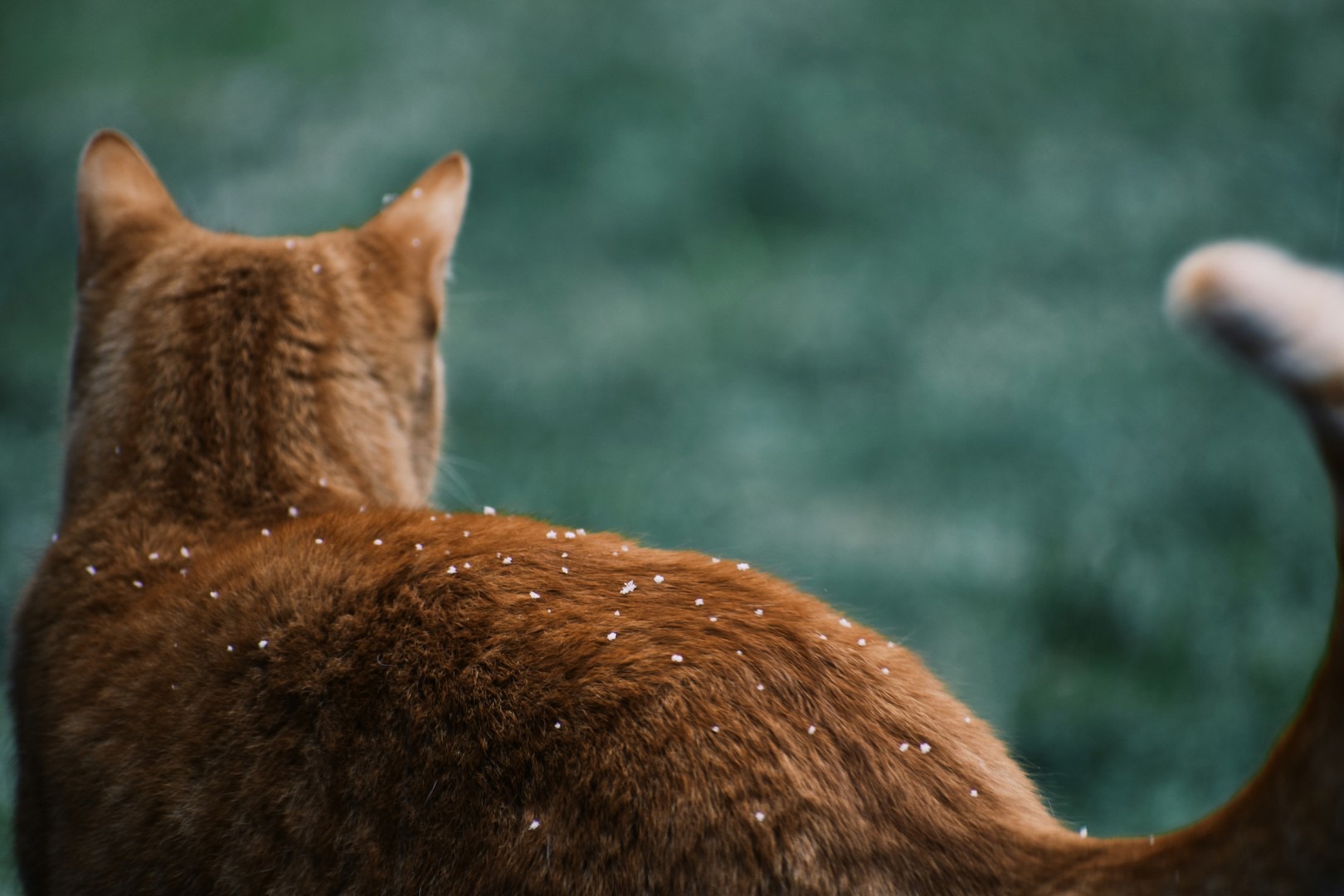 Cats and cold weather