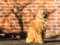 long-haired ginger cat sat in front of brick wall outdoors