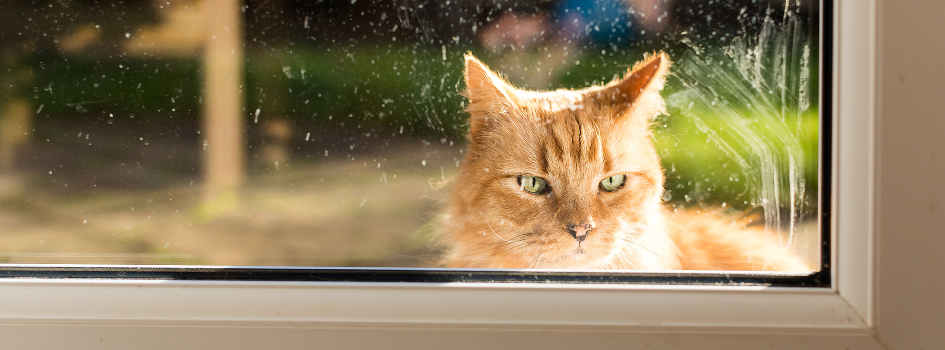 Keeping cats out