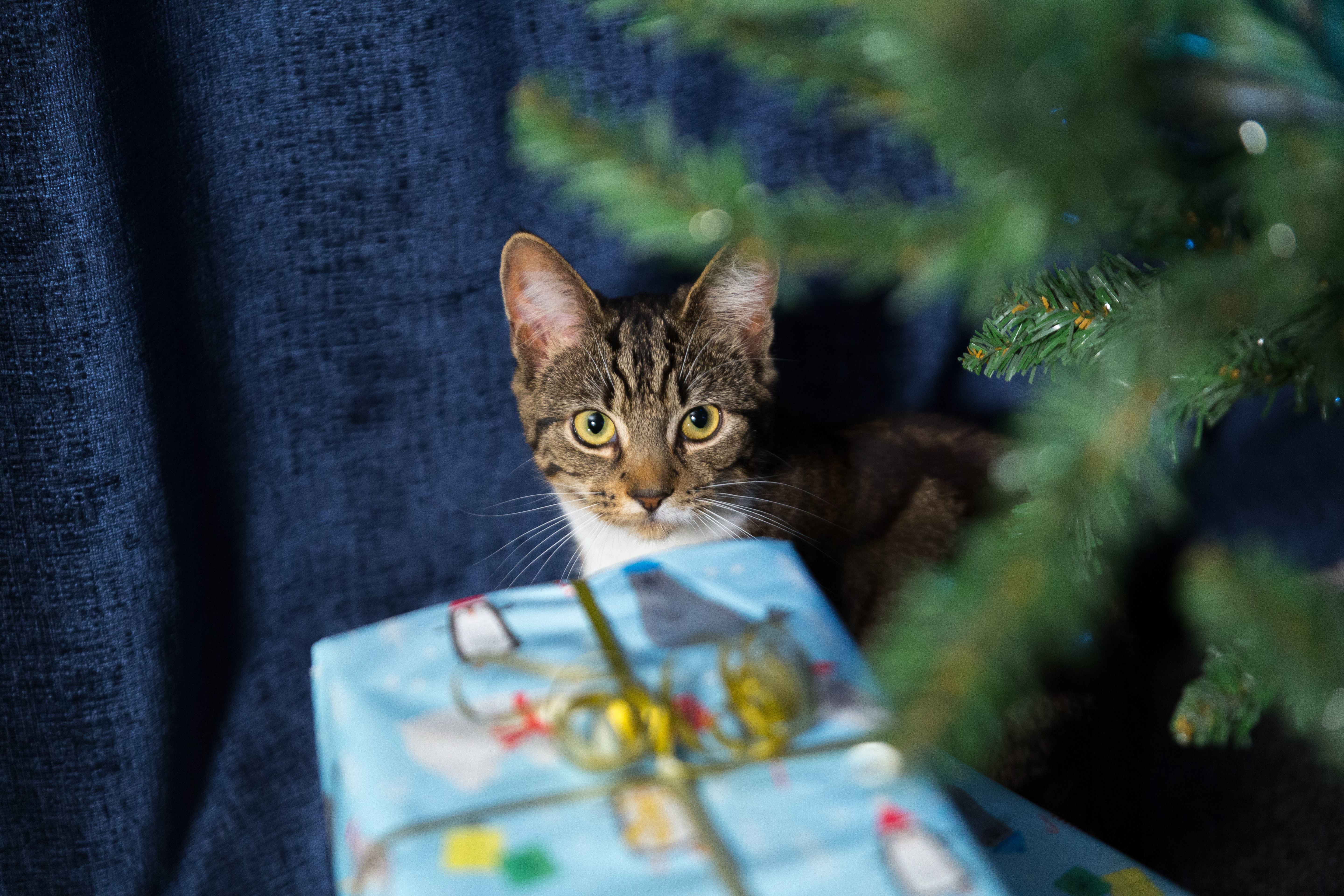 Devon Cat Centre's Needle Felting Workshop